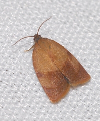 Cacoecimorpha pronubana