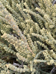 Anabasis articulata