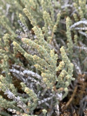 Anabasis articulata