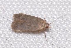 Telphusa cistiflorella
