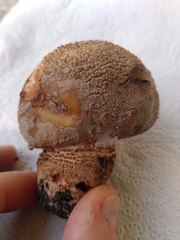 Amanita rubescens