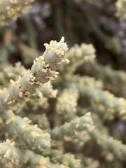Anabasis articulata