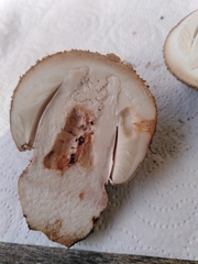 Amanita rubescens
