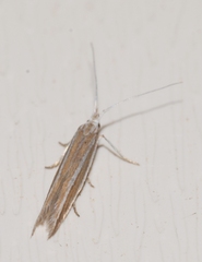 Coleophora bilineella