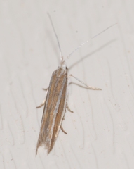 Coleophora bilineella