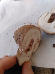 Amanita rubescens