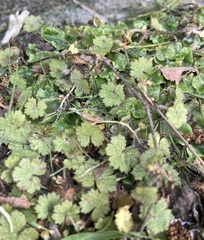 Hydrocotyle moschata
