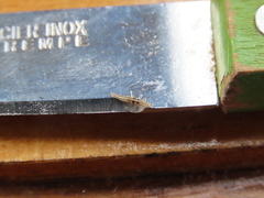 Platycorypha nigrivirga