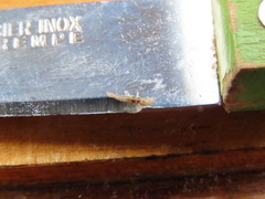 Platycorypha nigrivirga