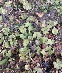 Hydrocotyle moschata