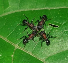 Stictoponera bicolor