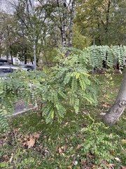 Robinia pseudoacacia