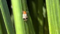 Paridea