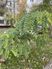 Robinia pseudoacacia