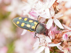 Castiarina xanthopilosa
