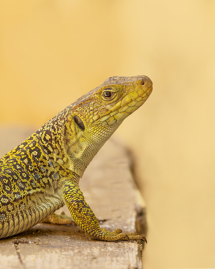 Ocellated Lizard (Timon lepidus)
