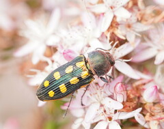 Castiarina xanthopilosa