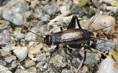 Svercus palmetorum palmetorum