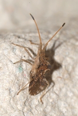 Centrocoris spiniger