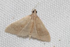 Mecyna asinalis
