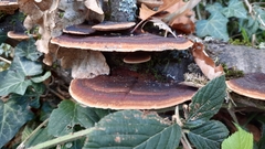 Ischnoderma benzoinum