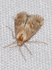Cynaeda dentalis