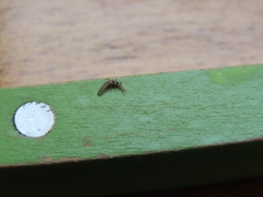 Platycorypha nigrivirga