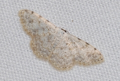 Scopula submutata