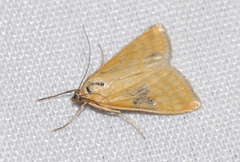 Sitochroa verticalis