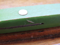 Platycorypha nigrivirga