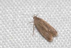 Telphusa cistiflorella