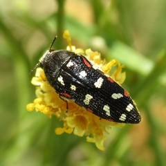 Acmaeodera gibbula