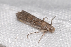 Huertasiella italogallicella