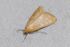 Sitochroa verticalis