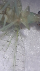 Pseudomallada flavifrons