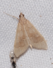 Mecyna asinalis