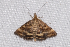 Pyrausta despicata