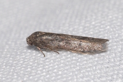 Blastobasis phycidella