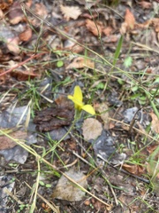Diplotaxis tenuifolia