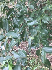 Cinnamomum camphora