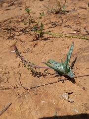 Ledebouria