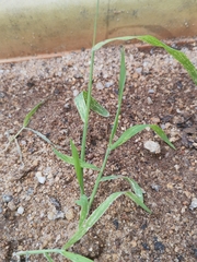 Digitaria radicosa
