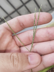 Digitaria radicosa