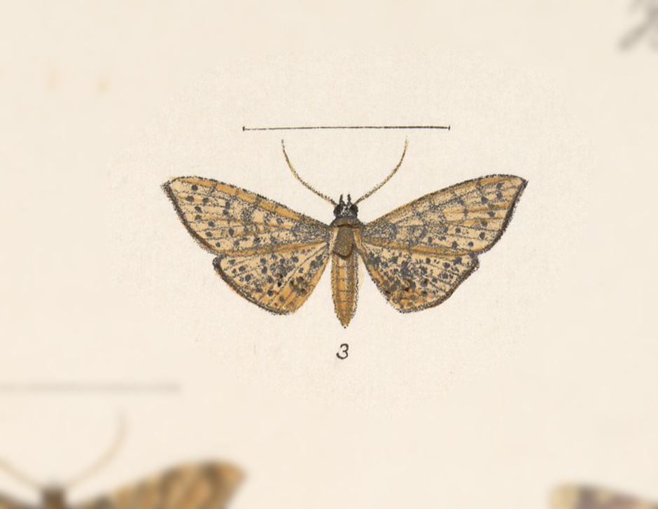 Rhodoneura thiastoralis