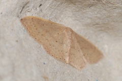 Idaea eugeniata