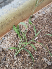 Digitaria radicosa
