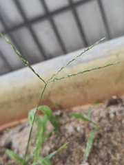 Digitaria radicosa