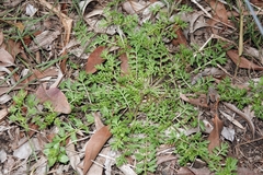Lepidium didymum
