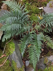 Polystichum luctuosum