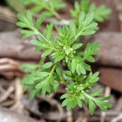 Lepidium didymum